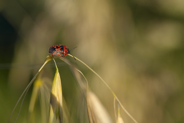 Punaise verte (ou rouge et noire / ou orange / ou marron) sur une tige (ou une fleur). Insecte des...