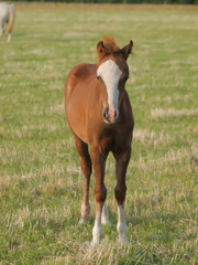 Obraz premium Pretty Chestnut Foal