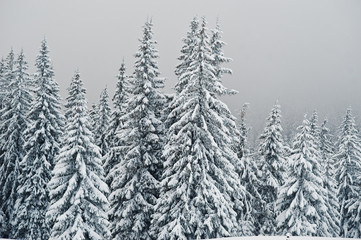 Pine trees covered by snow on mountain Chomiak. Beautiful winter landscapes of Carpathian...