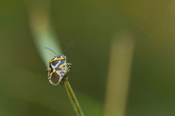 Punaise verte (ou rouge et noire / ou orange / ou marron) sur une tige (ou une fleur). Insecte des prairies, jardins et potagers se nourrissant de la sève des plantes. Sud de la France en été