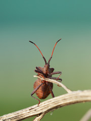 Punaise verte (ou rouge et noire / ou orange / ou marron) sur une tige (ou une fleur). Insecte des prairies, jardins et potagers se nourrissant de la sève des plantes. Sud de la France en été