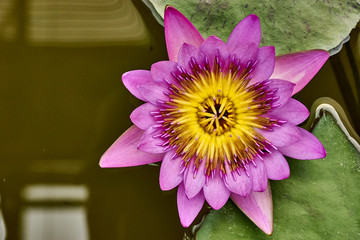 lotus bloom. close up pollen