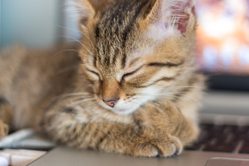 brown kitten lying on laptop keyboard