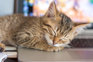 brown kitten lying on laptop keyboard