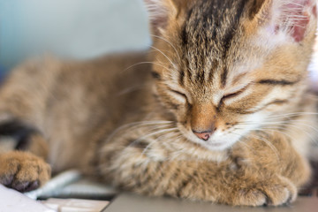 brown kitten lying on laptop keyboard