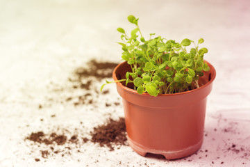seedlings of forget-me-not flower in a plastic pot