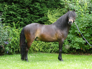 Standing Horse