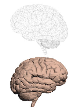 Structure of the human brain