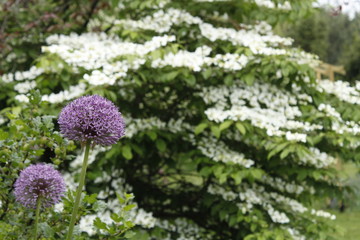 Ogród czosnek garden violet