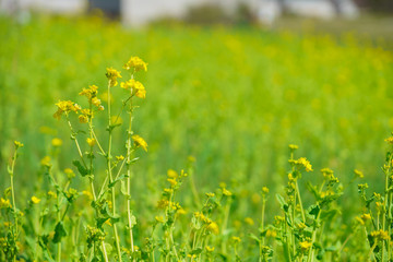 Obraz premium 菜の花