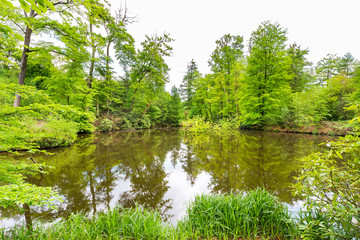 Fototapeta na wymiar Green trees around forest pond in spring season