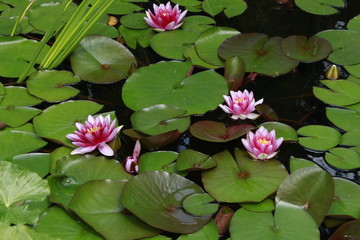 Water staw garden © Edyta