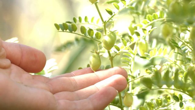 Growing green chickpeas in the husks.
Close-up. Slow motion. Vertical ( from bottom to top ) pan.
The fingers of the man are touched by the growing chickpeas.