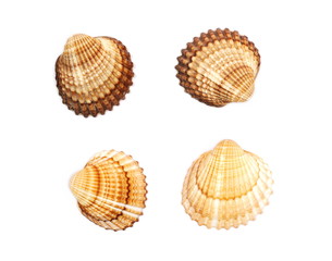 Sea shells isolated on white background, top view 