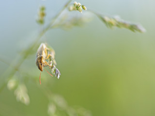 Punaise verte (ou rouge et noire / ou orange / ou marron) sur une tige (ou une fleur). Insecte des...