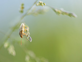 Punaise verte (ou rouge et noire / ou orange / ou marron) sur une tige (ou une fleur). Insecte des prairies, jardins et potagers se nourrissant de la sève des plantes. Sud de la France en été.