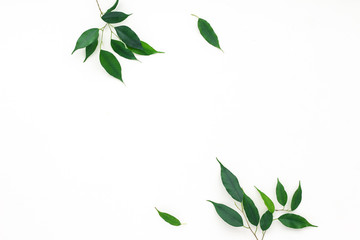 Green leaves on white background, flat lay, top view