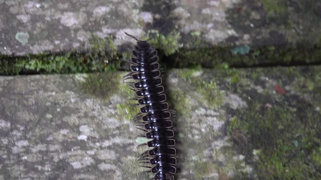 Tractor Millipede (Diplopoda, Polydesmida, Platyrhacidae), Danum Valley, Borneo, Malaysia
