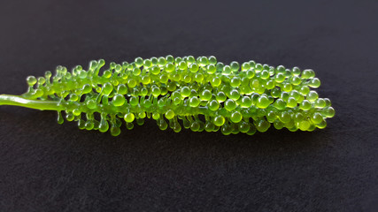 fresh green caviar, sea grapes isolated on black fabric background