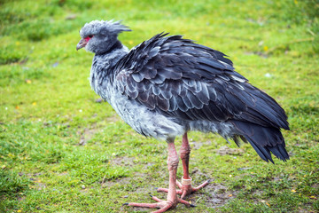 Crested Screamer (Chorna Torquata), also called the Southern Screamer.