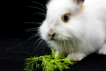 Horizontal View of Close Up of One Month Old White Dwarf Rabbit Eating Fresh Fennel on Dark...