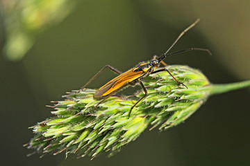 Punaise verte (ou rouge et noire / ou orange / ou marron) sur une tige (ou une fleur). Insecte des prairies, jardins et potagers se nourrissant de la sève des plantes. Sud de la France en été
