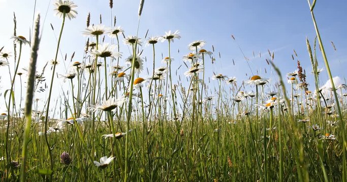 spring daisy marguerite flower field