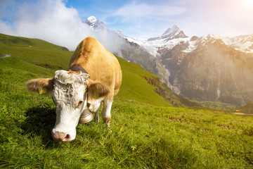 Fototapeta na wymiar Fascinating landscape with a cow in the mountains in the mist of clouds. Swiss Alps, Europe in sunlight