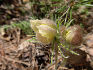 Лесные молоденькие распускающиеся подснежники в солнечный весенний день