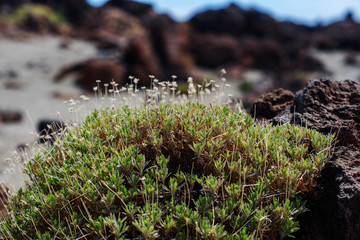 Mountains meadow in sunny day