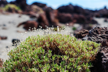 Mountains meadow in sunny day