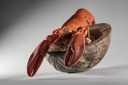 รูปภาพPleocyemata เลือกดูภาพถ่ายสต็อก เวกเตอร์ และวิดีโอ157 Adobe Stock