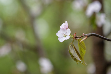 Sakura flowers. Flowers spring pink blossoms