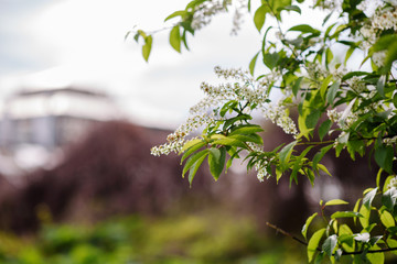 Blooming tree at spring, fresh pink flowers