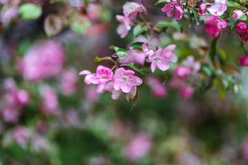 Blooming tree at spring, fresh pink flowers