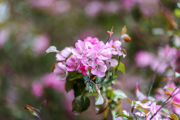 Blooming tree at spring, fresh pink flowers