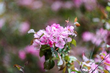 Fototapeta premium Blooming tree at spring, fresh pink flowers