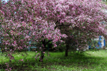 Obraz premium Blooming tree at spring, fresh pink flowers