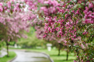 Obraz premium Blooming tree at spring, fresh pink flowers