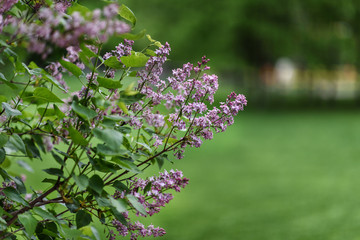 antasy bLilac trees in blossom