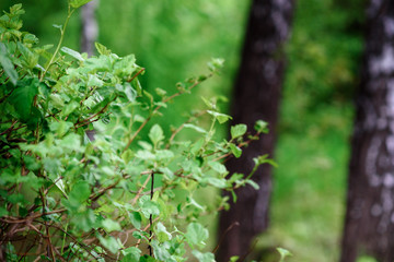 Birch forest. Background of nature on forest lake