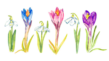 Set of blue, pink and purple crocus flowers and snowdrops, isolated hand painted watercolor illustration