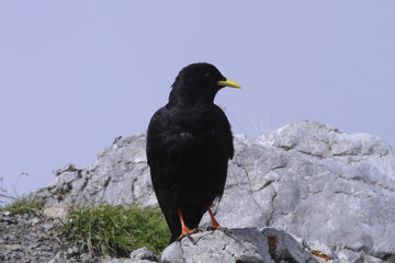 Alpendohle (Pyrrhocorax graculus)