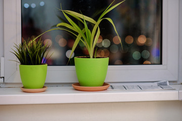 Two potted flower stand on the windowsill