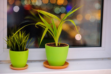 Two potted flower stand on the windowsill