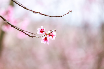 cherry blossom flower and tree