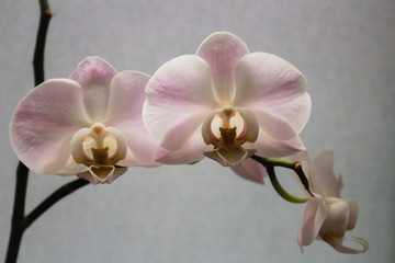 fresh natural white orchid flower with a green leaves