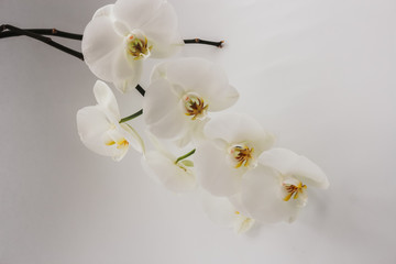 fresh natural white orchid flower with a green leaves