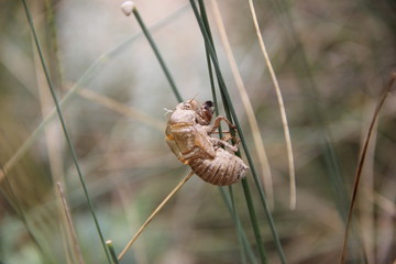 cicada