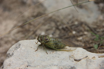 cicada